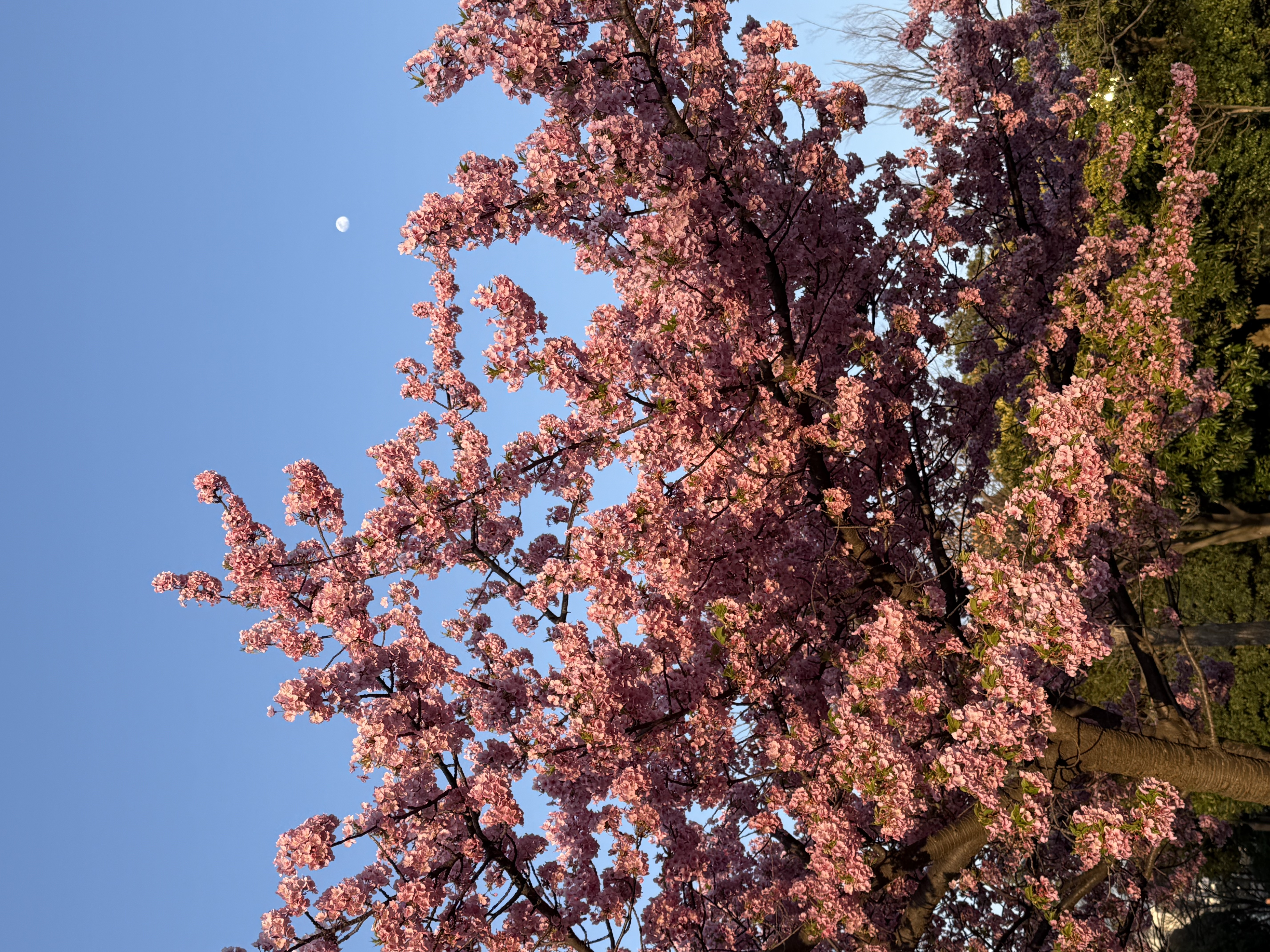 Cherry blossom tree against blue sky with the moon