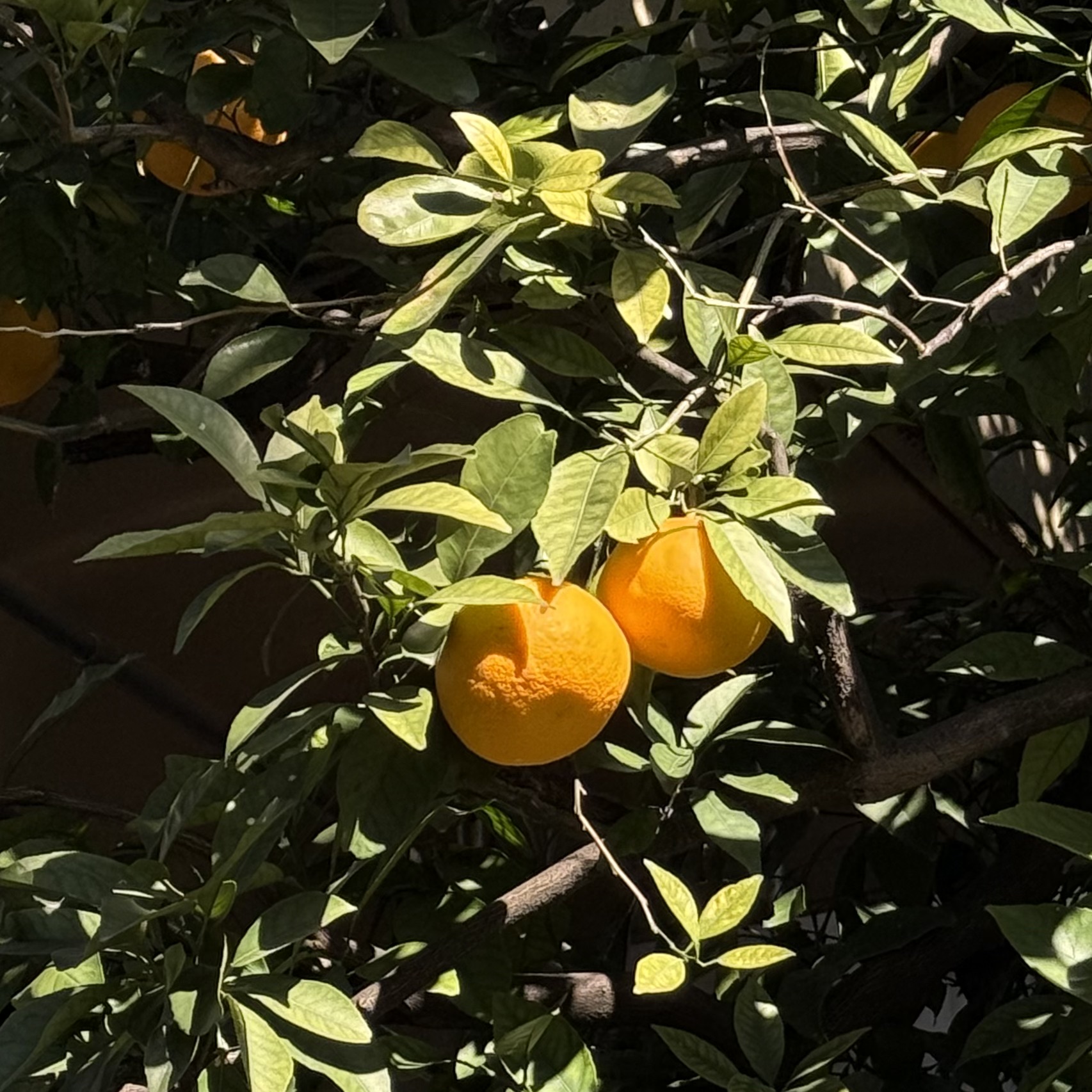 Oranges on a tree