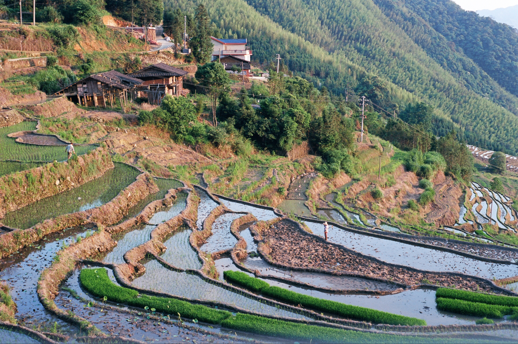Terraced rice paddies climbing a misty mountainside